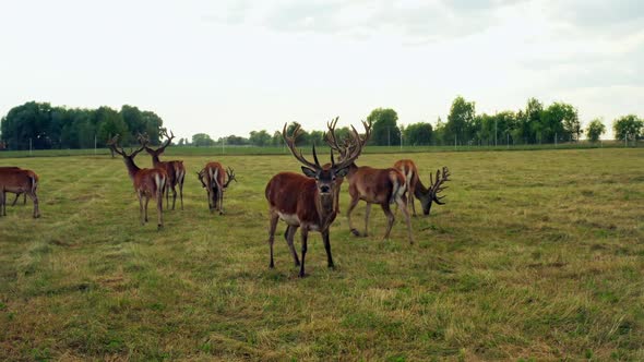 Deer Wild Animal Horse Nature Wildlife Green Roe Crowd Run alt