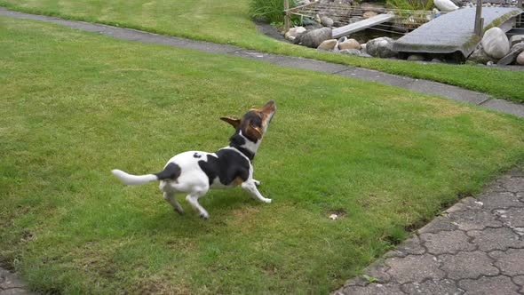 Slow motion shot of concentrate terrier dog run and fetches ball from air in garden alt