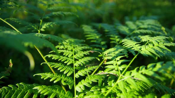 Green Fern Branch in a Beautiful Summer Sunny Forest alt