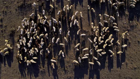 herd of sheep on the slopes of the Altai Mountains