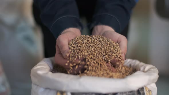 The Brewer Takes a Handful of Malt From the Bag in the Palm of His Hand and Pours It Out alt