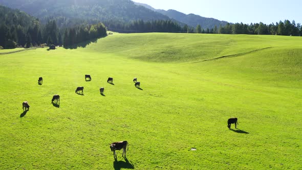 Cows Graze On A Green Meadow