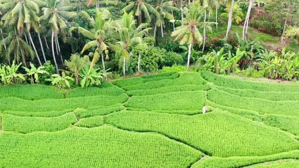 Looking down onto a rice terrace field