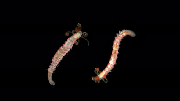 Worm Proceraea Sp. Under a Microscope, the Syllidae Family, the Polychaeta Class, Was Found in the alt