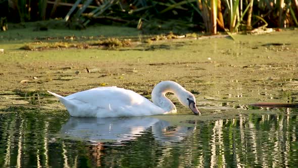 White swan swimming on mirror river water surface