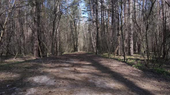 Aerial View of the Road Inside the Forest alt