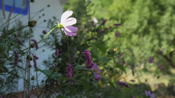Purple Flower Waved By Light Wind Under Bright Sunlight alt