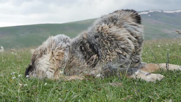Many Large Shaggy Dogs in the Mountains are Used By Shepherds to Help Herd and Protect Herds of