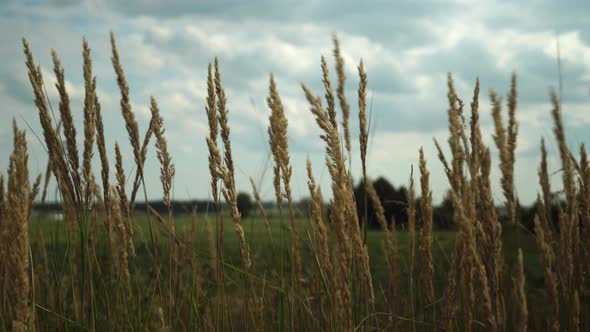 Pampas grass in the sky, Abstract natural background of soft Cortaderia alt