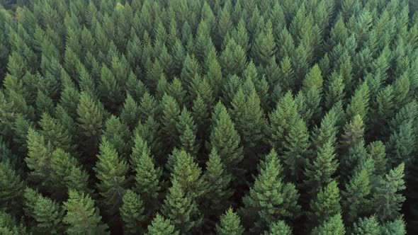 Aerial view of forest in Sweden