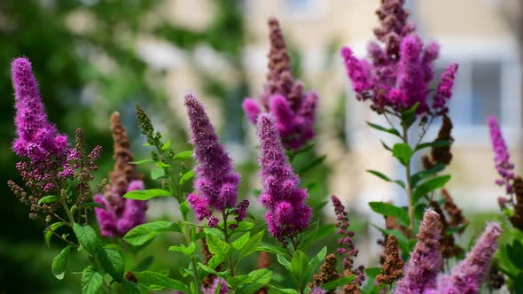 The Beautiful Pink Buddley Ornamental of Shrub