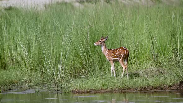 Spotted deer in Bardia national park, Nepal alt