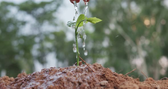 watering plant, planting tree in nature for save earth. environment eco concept alt