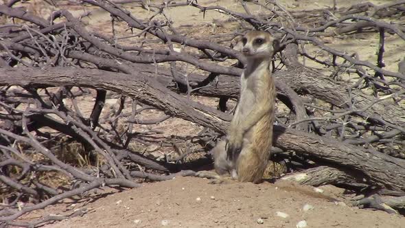 Cute and curious African Meerkat stands alert outside its burrow alt