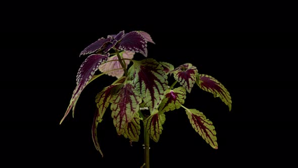 Plant Timelapse Sad To Happy alt