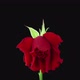 Time-lapse of dying Escada rose, time reverse - VideoHive Item for Sale