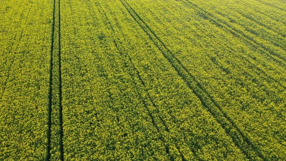 Top View of a Yellow Rapeseed Field in Belarus an Agricultural Area alt