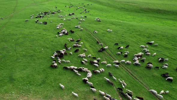 Black and white sheep alt