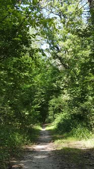 Vertical Video of Green Forest By Day alt