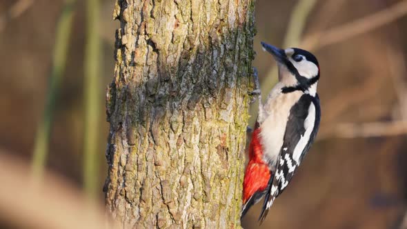 Great Spotted Woodpecker on a Tree Chisel to Find Food or Excavate Nest Holes alt