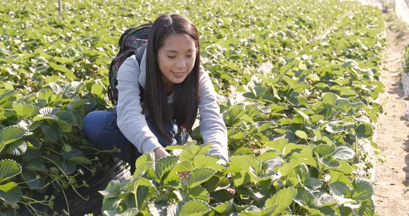 Woman Picking Strawberry alt