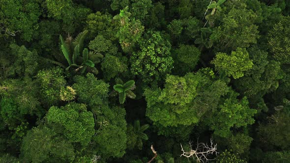 Aerial top down view of a tropical forest canopy showing the tree biodiversity