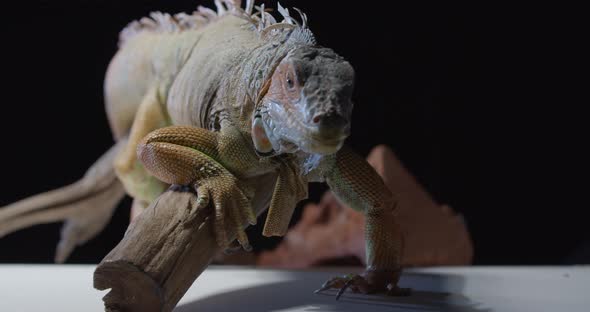 Studio Footage of a Massive Iguana Sitting and Moving Around on a Tree Branch alt