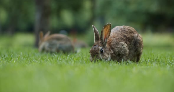 Wild Rabbits Eating Grass And Hopping In The Park Of Amsterdam, Netherlands. - selective focus alt