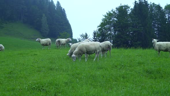 Flock of sheep graze on a green meadow near forest and hills. Sheep chew grass, farm Tyrol, Austria. alt