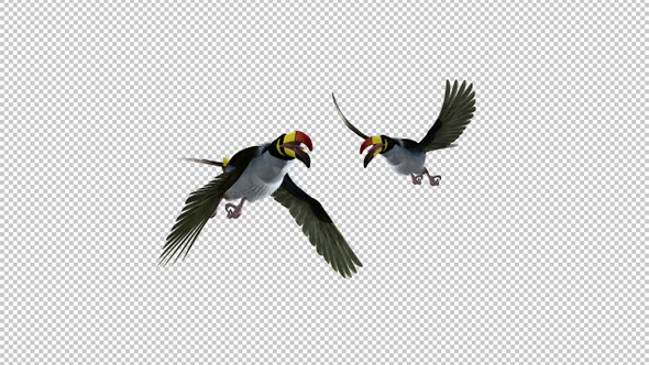 Mountain Toucans - Flying Pair Transition 2 - Front View - Alpha Channel