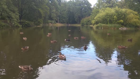 Wild ducks swim on the lake in the park