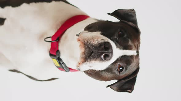 Vertical Studio Shot of an Adorable Blackandwhite Bull Terrier Woofing Over White Background alt