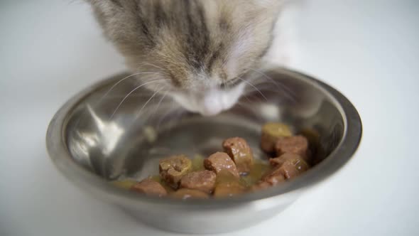 A Cute Little Kitten Eats Wet Food From a Cat Bowl