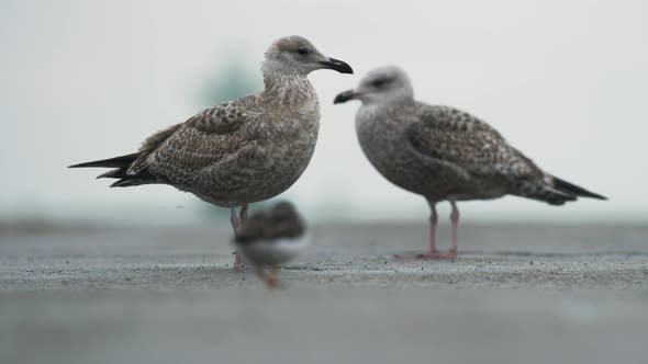 Seagull pair on concrete surface looking towards camera in rain - static alt