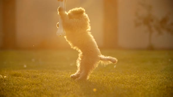 Little Puppy Jumps Trying To Catch Big Bone Slow Motion alt