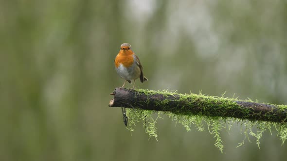 A stationary slowmo footage of a european robin resting on a tree branch while looking around. It sa alt