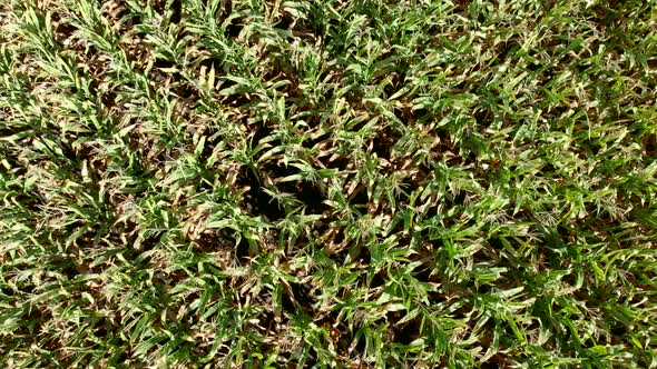 Cornfield. The Field on the Background of the Grain Elevator. View From the Top. Rows of Corn Shoots