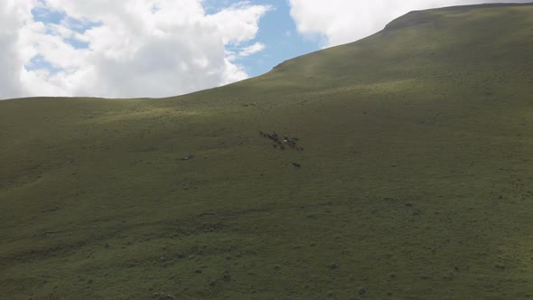 Drone Shot of a Herd of Horses Grazing in a Meadow in the Mountains