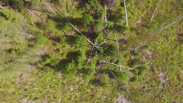 Drone video of a pile of storm fallen trees in the middle of the clearcut logging area in Finland. alt