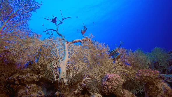Reef Coral Tropical Garden