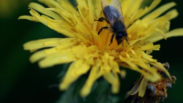 Insect Bee Pollinate Yellow Dandelion Flower Nature Beauty