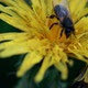 Insect Bee Pollinate Yellow Dandelion Flower Nature Beauty - VideoHive Item for Sale