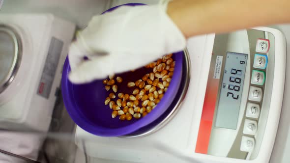 Laboratory Research of Corn Seeds alt