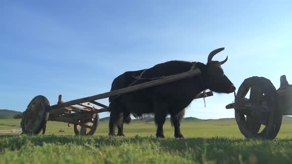 Traditional Tumbrel and Black Yak Steer in Rural Meadow alt