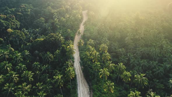 Jungle Road Green Palm Tree Dense Wood Forest in Tropical Wild Nature Landscape Area