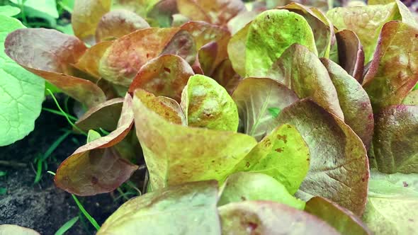 Leaves Red Oak Leaf Lettuce  Top View Slow Motion Camera Dolly Wiring alt