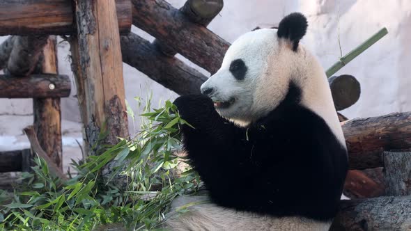 Hungry Panda Eating Bamboo Stems