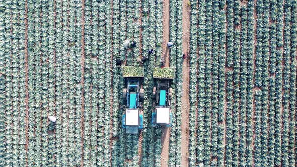 Farmworkers are Collecting Cabbage Into Combines in a Top View alt
