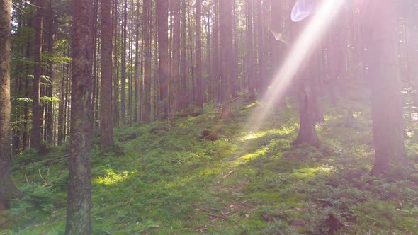 Beautiful Forest Aerial Footage alt