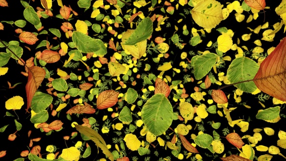 Exploding Leaves alt